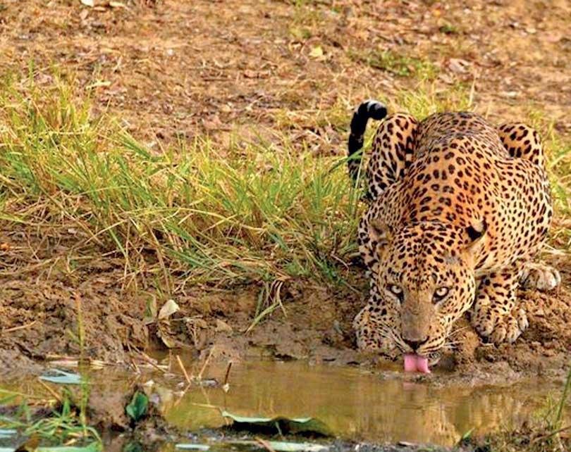 Sri Lanka Leopard Day applause for efforts by conservationists to conserve an iconic species